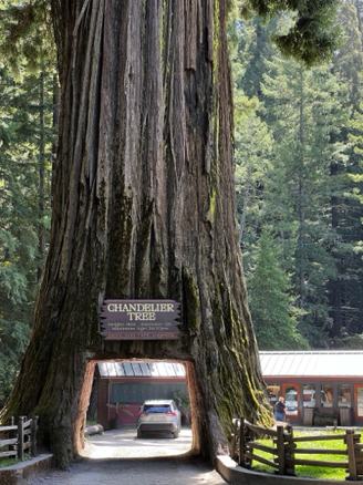 Chandelier Tree
Avenue of the Giants, California