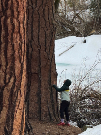 Admiring a huge Ponderosa Pine