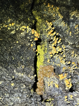 Bacteria in Golden Dome
Lava Beds National Monument