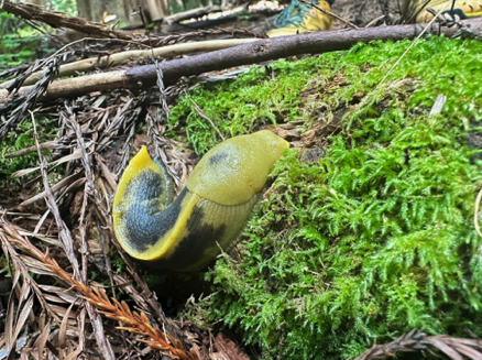 Banana slug Humboldt State Park
California