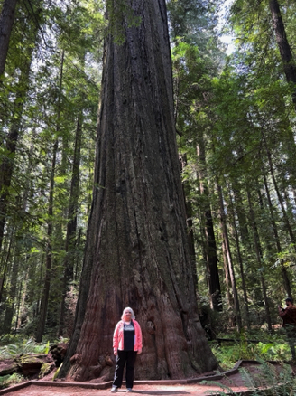 Humboldt State Park Redwoods 
California