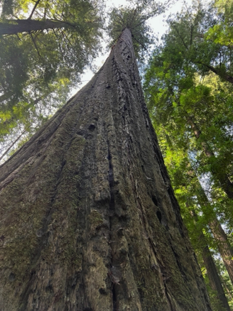 Humboldt State Park Redwoods 
California