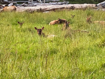 Elk Meadow California