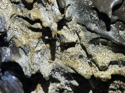 Ceiling in Sunshine Cave
Lava Beds National Monument