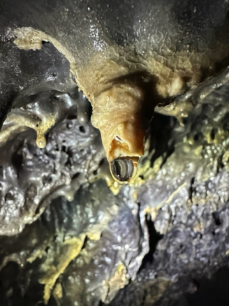 Stalactite forming in Golden Dome Cave
Lava Beds National Monument