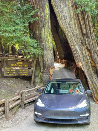 Shrine Drive Thru Redwood
Avenue of the Giants, California