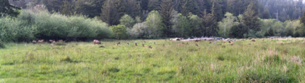 Elk Meadow California