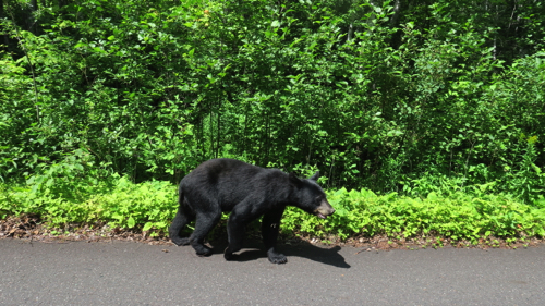 Black Bear