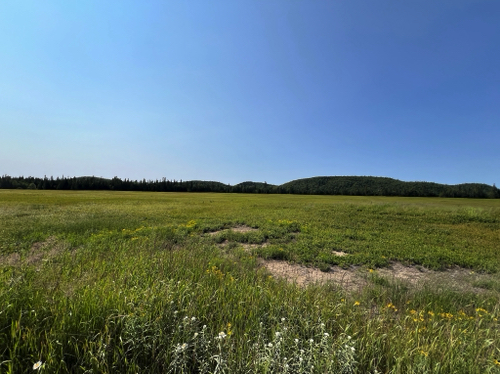 Those are all Blueberry Bushes