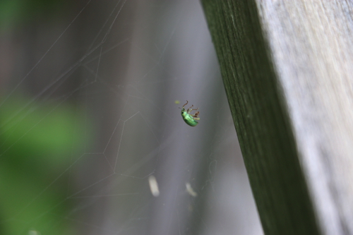 Poor Bug Caught in Spider Web