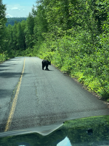 Black Bear