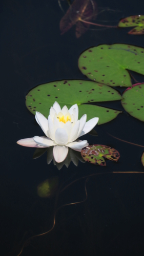 Water Lilly