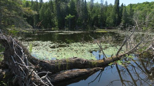 Rustle Lake