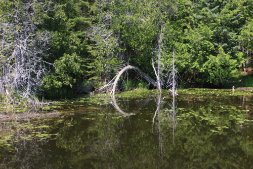 Rustle Lake