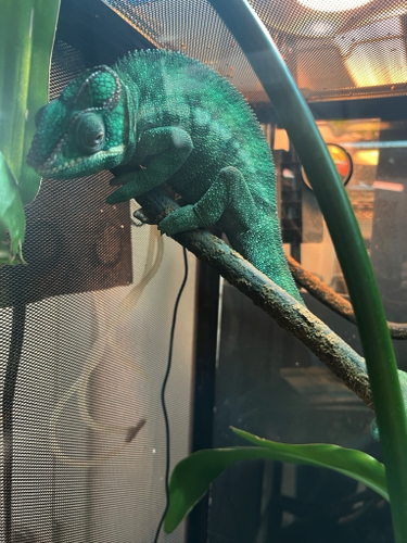 Chameleon
Entomica Insectarium