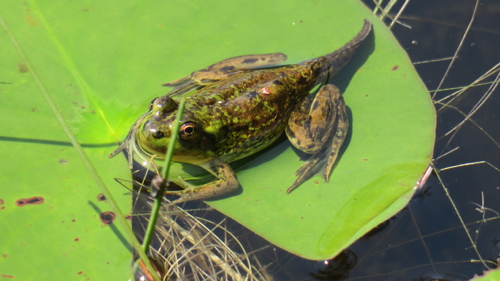 Leopard Frog with his Tail