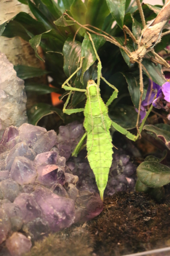 Some of the insects in the
Entomica Insectarium