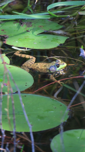 Leopard Frog