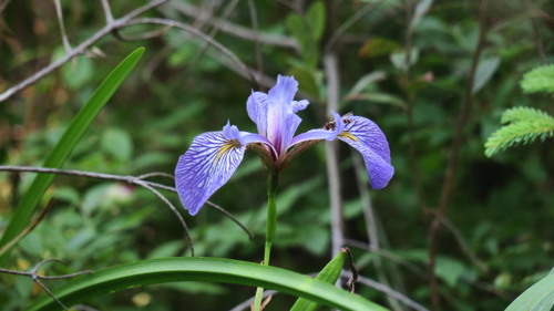 WIld Iris