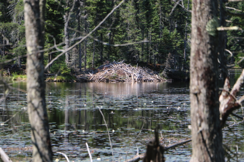 Beaver Hutch