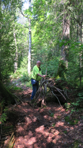 Old Man and the Trees