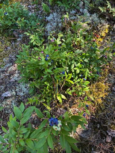 Blueberries!