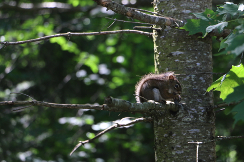 Hungry Squirrel